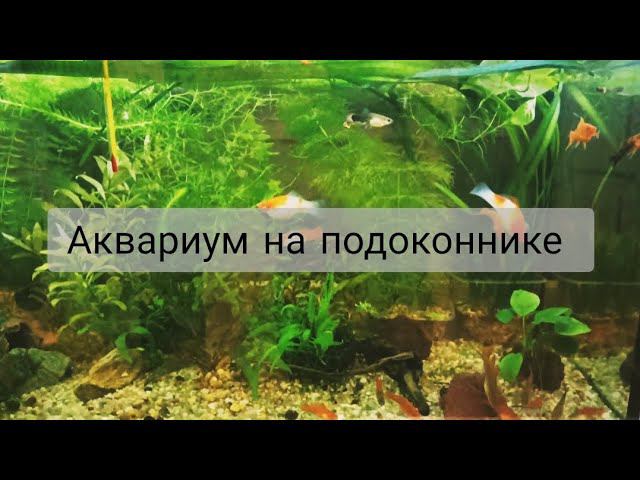 Аквариум на подоконнике 3 месяца после запуска. Разнообразие меченосцев.