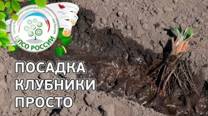 Посадка клубники весной. Как посадить рассаду земляники весной.