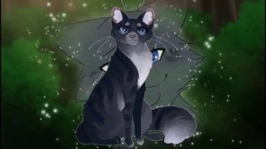 Топ 5 моих любимых пар котов-воителей:)