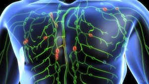 10 фактов об ИММУННОЙ СИСТЕМЕ - Иммунитет, его СТРОЕНИЕ, назначение, КЛЕТКИ и их БОРЬБА с ВИРУСАМИ