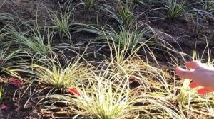 Травы и злаки в саду. Почему они так популярны?