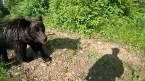 Медведица быстро охладилась.