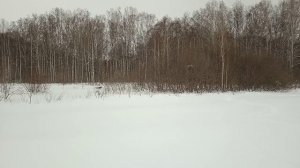 Хаски скулит и лает, но упрямо лезет через сугробы в лес. Кого она там учуяла