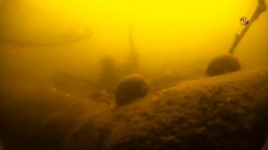 река ПАХРА, 🐟 Подмосковье, занесло меня в иноземные края _) Поплавочная удочка на РЫБАЛКЕ- fishing