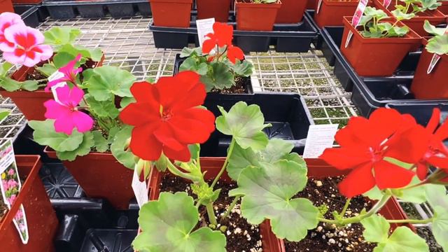 Distressed Geraniums AND Red vs Really Red смотреть онлайн