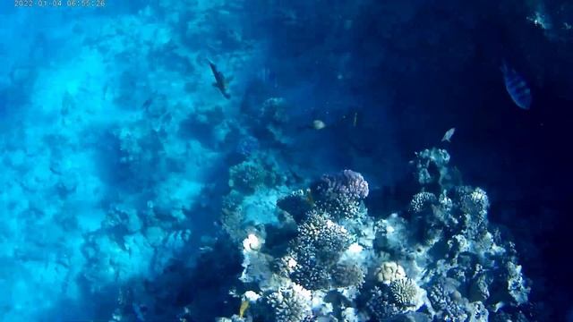 Шарм-эль-Шейх/ кораллы рядом, а акул нет смотреть онлайн