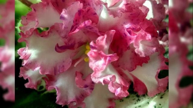 47 фото пестролистных сенполий(фиалок) с названиями!!!