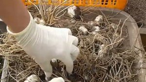 пересадка лилий