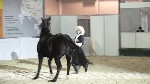 Карачаевский жеребец на выставке