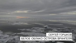 Остров Врангеля, 180 меридиан или родильный дом белых медведей. Введение.