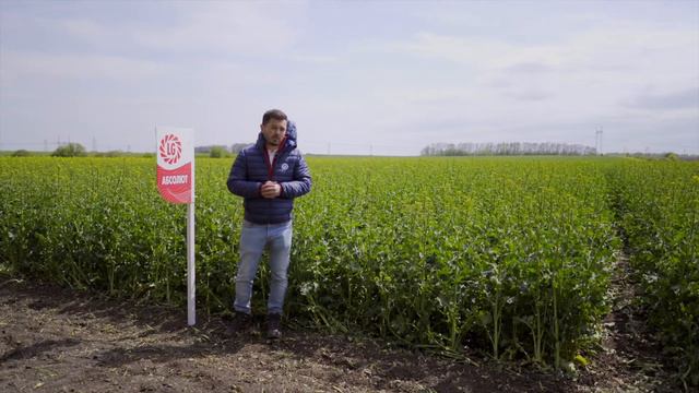 Гібрид Абсолют - насіння озимого ріпаку від Limagrain смотреть онлайн