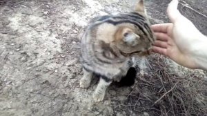 Кот урчит от удовольствия