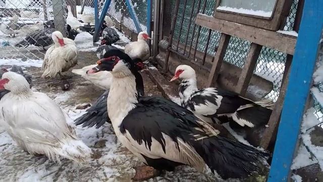 КУРЫ БРАМА АДЛЕР СЕРЕБРИСТЫЙ. ОБЗОР ХОЗЯЙСТВА МУСКУСНЫЕ УТКИ6 березня 2021 р. смотреть онлайн