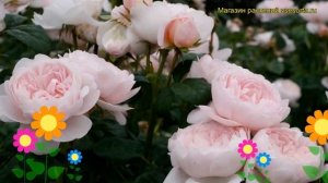 Роза английская кустовая Квин оф Швиден. Краткий обзор, описание характеристик Queen of Sweden