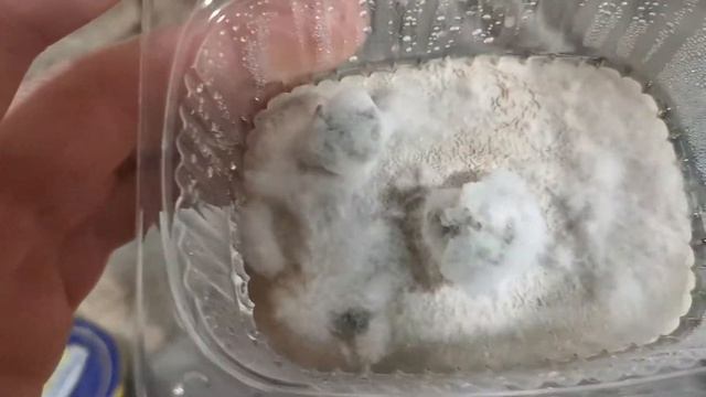Триходерма Вериде. Trihoderma Viride. Часть 2