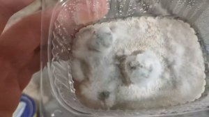 Триходерма Вериде. Trihoderma Viride. Часть 2