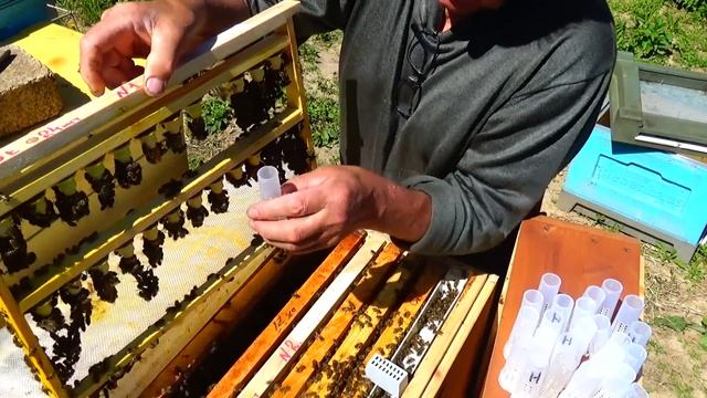 Заселение нуклеусов - раздача маточников смотреть онлайн