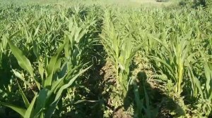 Кукуруза под капельным поливом и без, разница.