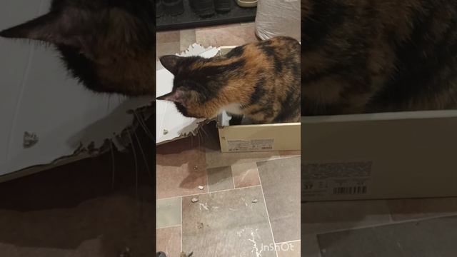 Почему кошка грызёт картонные коробки??? #кошка смотреть онлайн