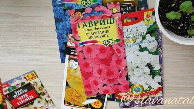 Неприхотливые низкорослые однолетники, которые порадуют своим цветением до заморозков
