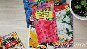 Неприхотливые низкорослые однолетники, которые порадуют своим цветением до заморозков