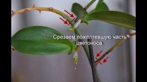 О детках орхидеи фаленопсис