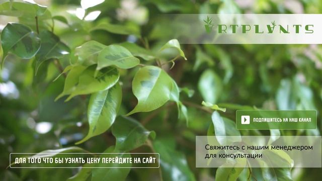 Бонсай Фикус Микрокарпа смотреть онлайн