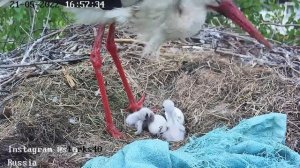 Что едят аистята в первый день жизни? Маленьких ящериц.
