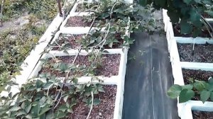 Батькив сад  Малина из крапивки и земляника НСД Фурор