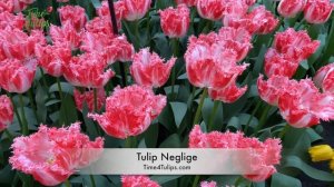 Tulip Neglige | Time4Tulips.com