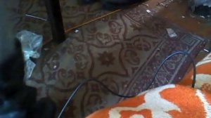 Жена 65 кг задавила мышь как таракана в лепешку