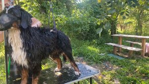 ГРУМИНГ СОБАК🐶 Бернский Зенненхунд: Гид по Домашнему Грумингу Полное Руководство | Домашний Груминг