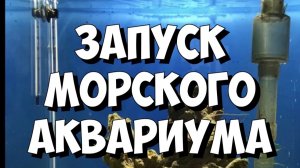 Запуск бюджетного морского аквариума