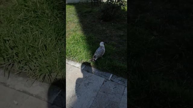 Азан в двух мечетах смотреть онлайн