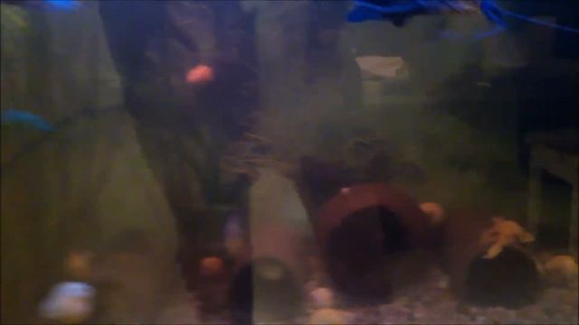 установил в аквариум керамические трубки для номерных сомов смотреть онлайн