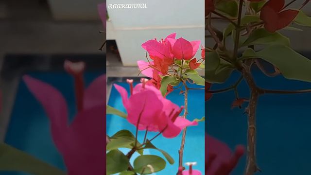 ll. Pink Bougainvillea .ll. Papellio .ll. Paper Flower .ll. Being Balcony Gardener .ll. RaaKAmmU .l