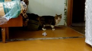 Куриные головы для кошки | О пользе костей