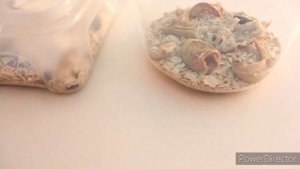 Как разводить мучного червя 2 ?