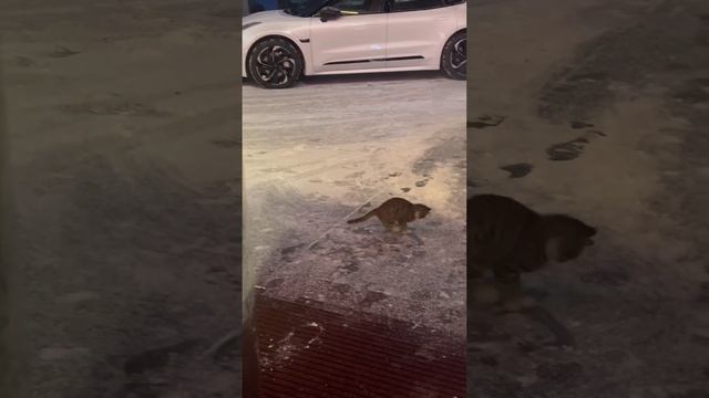 ДомашниеПитомцы