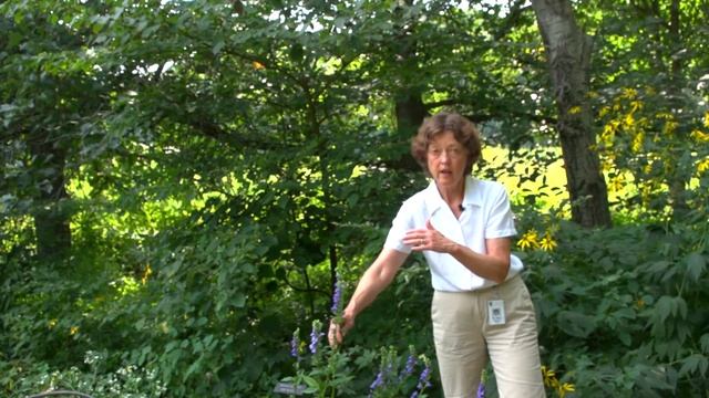 Great Blue Lobelia смотреть онлайн