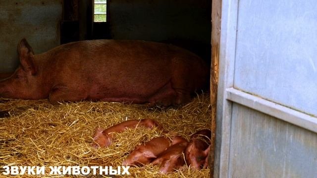 КАК ГОВОРЯТ ЖИВОТНЫЕ - БОЛЬШОЙ ВЫПУСК. ДОМАШНИЕ ЖИВОТНЫЕ. КАК ГОВОРЯТ ЖИВОТНЫЕ