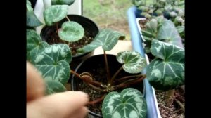 Цикламен. (Cyclamen) Искусственное освещение для цикламенов.