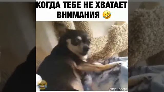 Когда тебе не хватает внимания смотреть онлайн