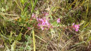 Flor | Flor do Cerrado Diplusodon oblongus