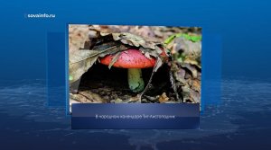 Тит Листопадник. Календарь Губернии от 7 сентября