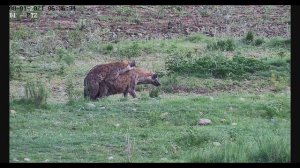 Hyena Mating