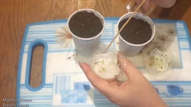 Дихондра золотистая ! смотреть онлайн