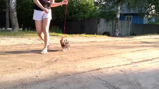 Кокос смотреть онлайн