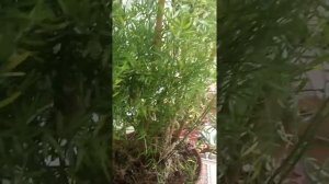 ?Аспарагус. Как его восстановить??