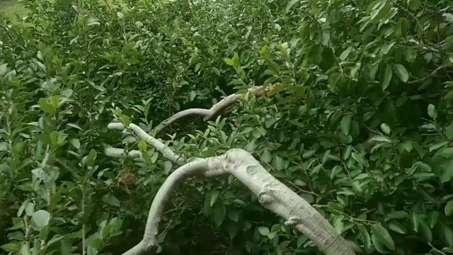 Сочи Ботанический сад (Дендрарий) январь 2021 год. смотреть онлайн